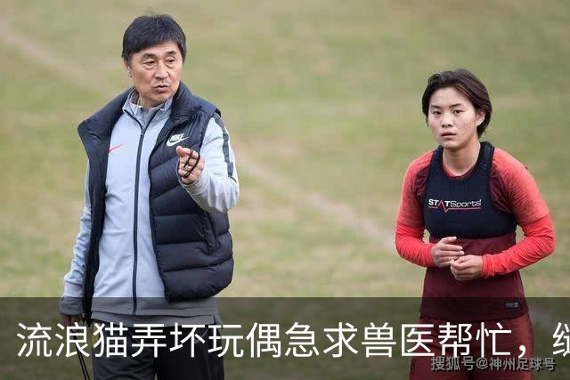 流浪猫弄坏玩偶急求兽医帮忙，缝补进行中它全程陪护，眼神满是担忧：快救救我的好朋友！